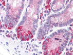 Immunohistochemistry (Formalin/PFA-fixed paraffin-embedded sections) - Anti-LRRN4 antibody (AB133372)