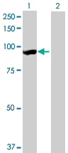 Western blot - Anti-LRSAM1 antibody (AB73113)