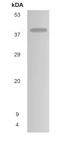 Western blot - Anti-LSAMP antibody [MM0445-3H44] (AB89719)
