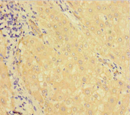 Immunohistochemistry (Formalin/PFA-fixed paraffin-embedded sections) - Anti-LSD2 / AOF1 antibody (AB234863)