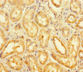 Immunohistochemistry (Formalin/PFA-fixed paraffin-embedded sections) - Anti-LSD2 / AOF1 antibody (AB234863)