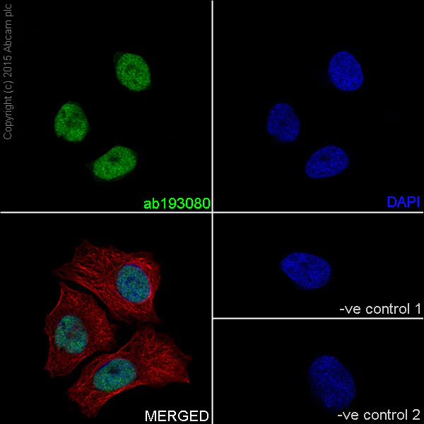 Immunocytochemistry/ Immunofluorescence - Anti-LSD2 / AOF1 antibody [EPR18508] (AB193080)