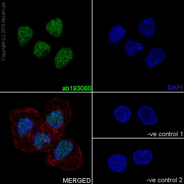 Immunocytochemistry/ Immunofluorescence - Anti-LSD2 / AOF1 antibody [EPR18508] (AB193080)