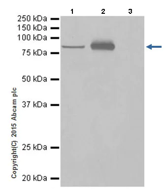 Immunoprecipitation - Anti-LSD2 / AOF1 antibody [EPR18508] (AB193080)