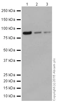 Western blot - Anti-LSD2 / AOF1 antibody [EPR18508] (AB193080)