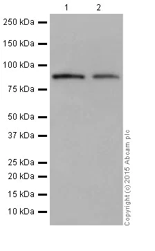Western blot - Anti-LSD2 / AOF1 antibody [EPR18508] (AB193080)