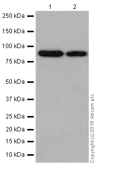 Western blot - Anti-LSD2 / AOF1 antibody [EPR18508] (AB193080)