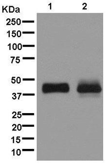 Western blot - Anti-LSECtin antibody [EPR13724] (AB181196), expandable thumbnail
