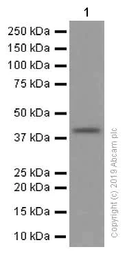 Western blot - Anti-LSECtin antibody [EPR13724] (AB181196)