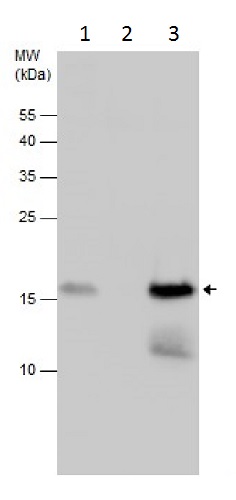 Immunoprecipitation - Anti-LSM1 antibody (AB229316)