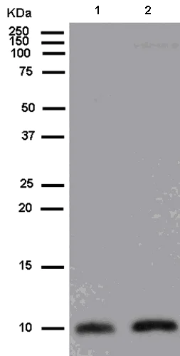 Western blot - Anti-LSM10 antibody [EPR13843] (AB180128)