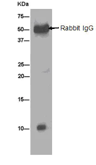Immunoprecipitation - Anti-LSM10 antibody [EPR13843] - BSA and Azide free (AB250140)