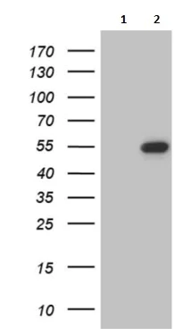 Western blot - Anti-LSM11 antibody [OTI2G7] (AB236396)