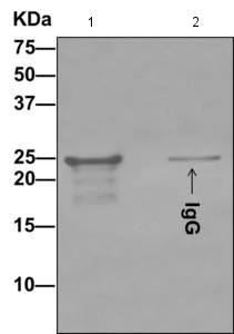 Immunoprecipitation - Anti-LSM12 antibody [EPR12282-87] - BSA and Azide free (AB249753)
