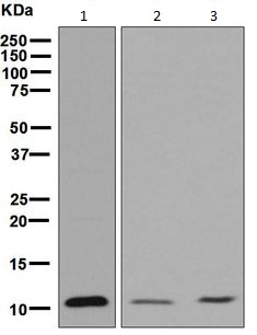Western blot - Anti-LSM2 antibody [EPR7216] - BSA and Azide free (AB248322), expandable thumbnail