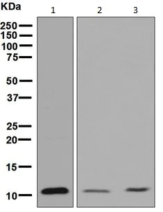 Western blot - Anti-LSM2 antibody [EPR7216] - BSA and Azide free (AB248322)