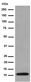 Western blot - Anti-LSM5 antibody [EPR10690] - BSA and Azide free (AB250769), expandable thumbnail