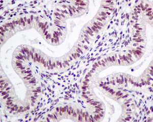 Immunohistochemistry (Formalin/PFA-fixed paraffin-embedded sections) - Anti-LSM5 antibody [EPR10691(B)] - BSA and Azide free (AB249035)