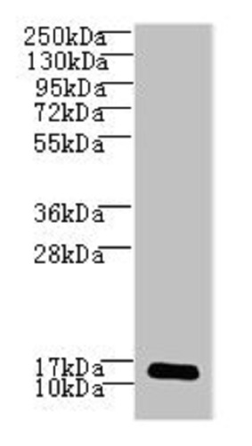 Western blot - Anti-LSM7 antibody (AB235332), expandable thumbnail