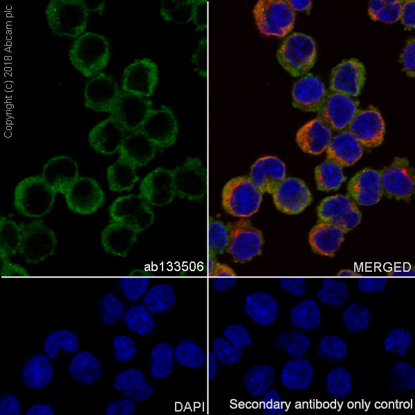 Immunocytochemistry/ Immunofluorescence - Anti-LSP1 antibody [EPR5997] (ab133506), expandable thumbnail
