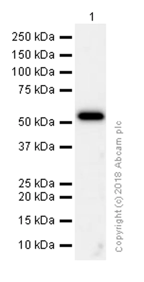 Western blot - Anti-LSP1 antibody [EPR5997] (AB133506)