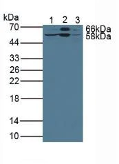 Western blot - Anti-LSR antibody (AB232780)