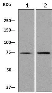 Western blot - Anti-LSS antibody [EPR6703] - BSA and Azide free (AB248887)
