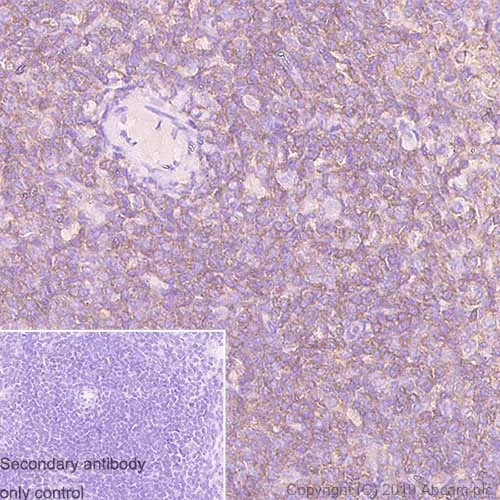 Immunohistochemistry (Formalin/PFA-fixed paraffin-embedded sections) - Anti-LST1 antibody [7E2] (AB252839)