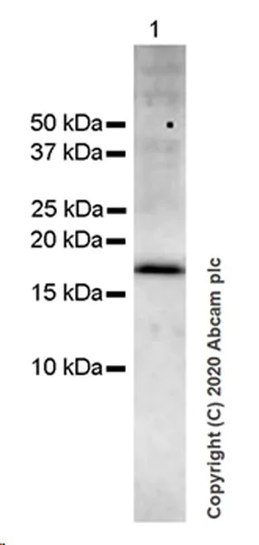 Western blot - Anti-LST1 antibody [7E2] (AB252839)