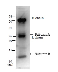 Immunoprecipitation - Anti-LT subunit (A + B) antibody (AB188541), expandable thumbnail