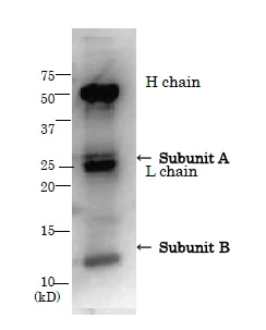 Immunoprecipitation - Anti-LT subunit (A + B) antibody (AB188541)