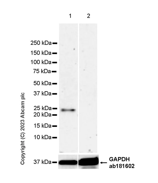 Western blot - Anti-LTA antibody [EPR25917-74] (AB314858)