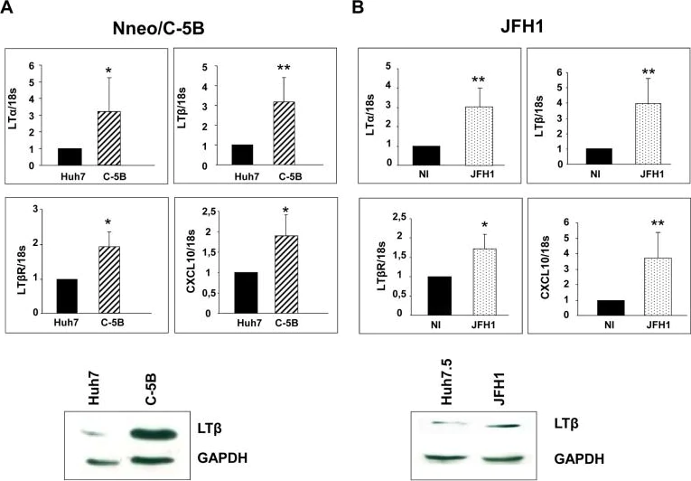 Western blot - Anti-LTB antibody (AB64835)