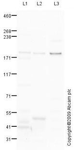 Anti-LTBP1 antibody