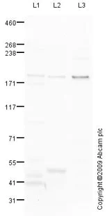 Western blot - Anti-LTBP1 antibody (AB78294)