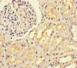 Immunohistochemistry (Formalin/PFA-fixed paraffin-embedded sections) - Anti-LTBP4 antibody (AB222844)