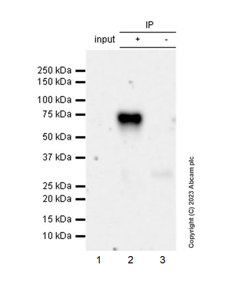 Immunoprecipitation - Anti-LTBR antibody [EPR26096-171] (AB313561), expandable thumbnail