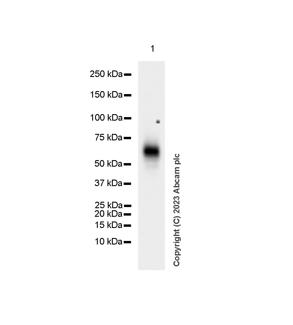 Western blot - Anti-LTBR antibody [EPR26096-171] (AB313561), expandable thumbnail