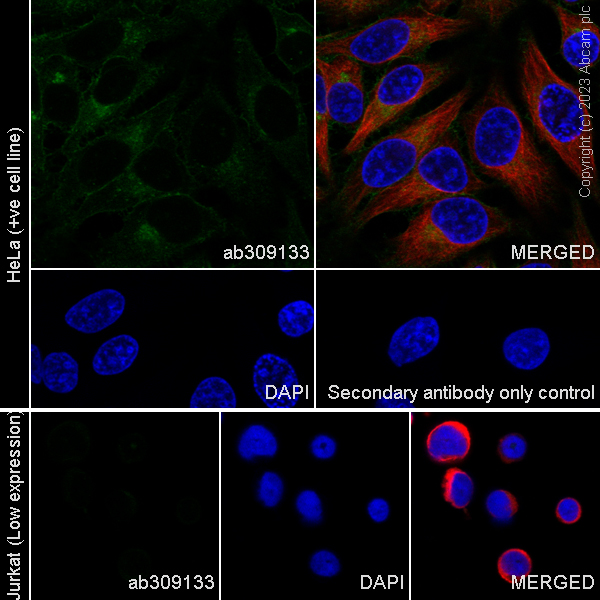 Immunocytochemistry/ Immunofluorescence - Anti-LTBR antibody [EPR26097-53] - BSA and Azide free (AB309134), expandable thumbnail