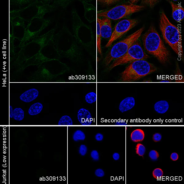 Immunocytochemistry/ Immunofluorescence - Anti-LTBR antibody [EPR26097-53] - BSA and Azide free (AB309134)