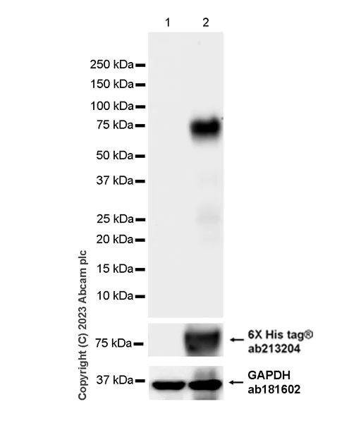 Western blot - Anti-LTBR antibody [EPR26097-53] - BSA and Azide free (AB309134)