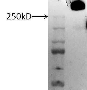 Western blot - Anti-Lubricin/MSF antibody (AB28484), expandable thumbnail