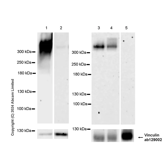 Western blot - Anti-Lubricin/MSF antibody [EPR27164-57] - BSA and Azide free (AB324817)