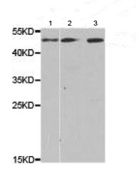 Western blot - Anti-Lumican antibody (AB186859)