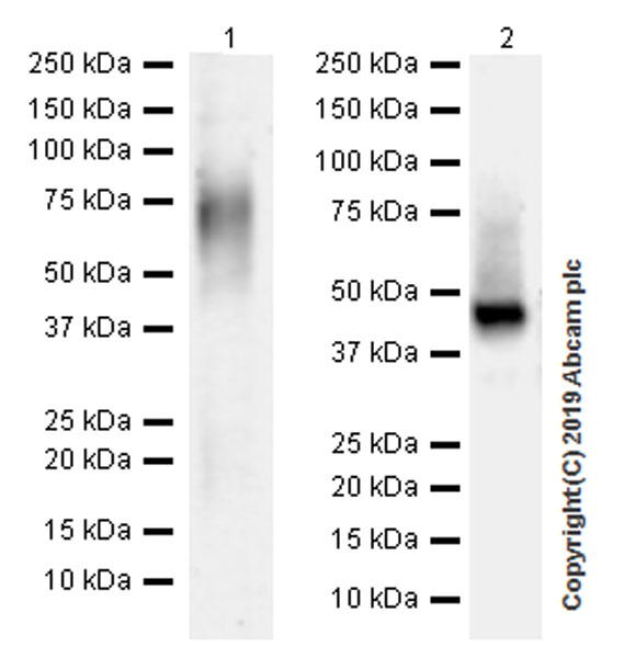 Western blot - Anti-Lumican antibody [EPR22510-47] (AB252924), expandable thumbnail