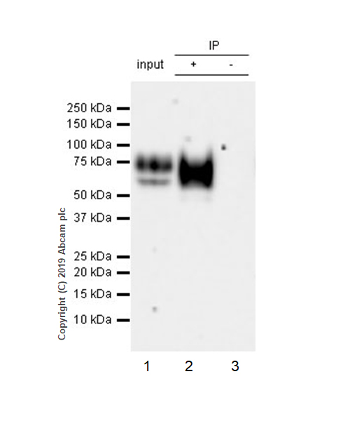 Immunoprecipitation - Anti-Lumican antibody [EPR22511-63] - BSA and Azide free (AB254995)