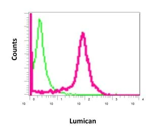 Flow Cytometry (Intracellular) - Anti-Lumican antibody [EPR8898(2)] - BSA and Azide free (AB198974)