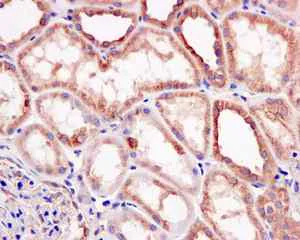 Immunohistochemistry (Formalin/PFA-fixed paraffin-embedded sections) - Anti-Lumican antibody [EPR8898(2)] - BSA and Azide free (AB198974)