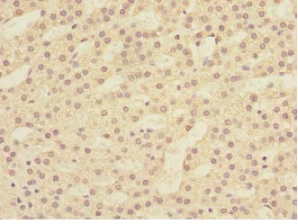 Immunohistochemistry (Formalin/PFA-fixed paraffin-embedded sections) - Anti-Lunatic Fringe antibody (AB235534)
