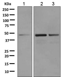 Western blot - Anti-Lunatic Fringe antibody [EPR10391(B)] (AB151699), expandable thumbnail